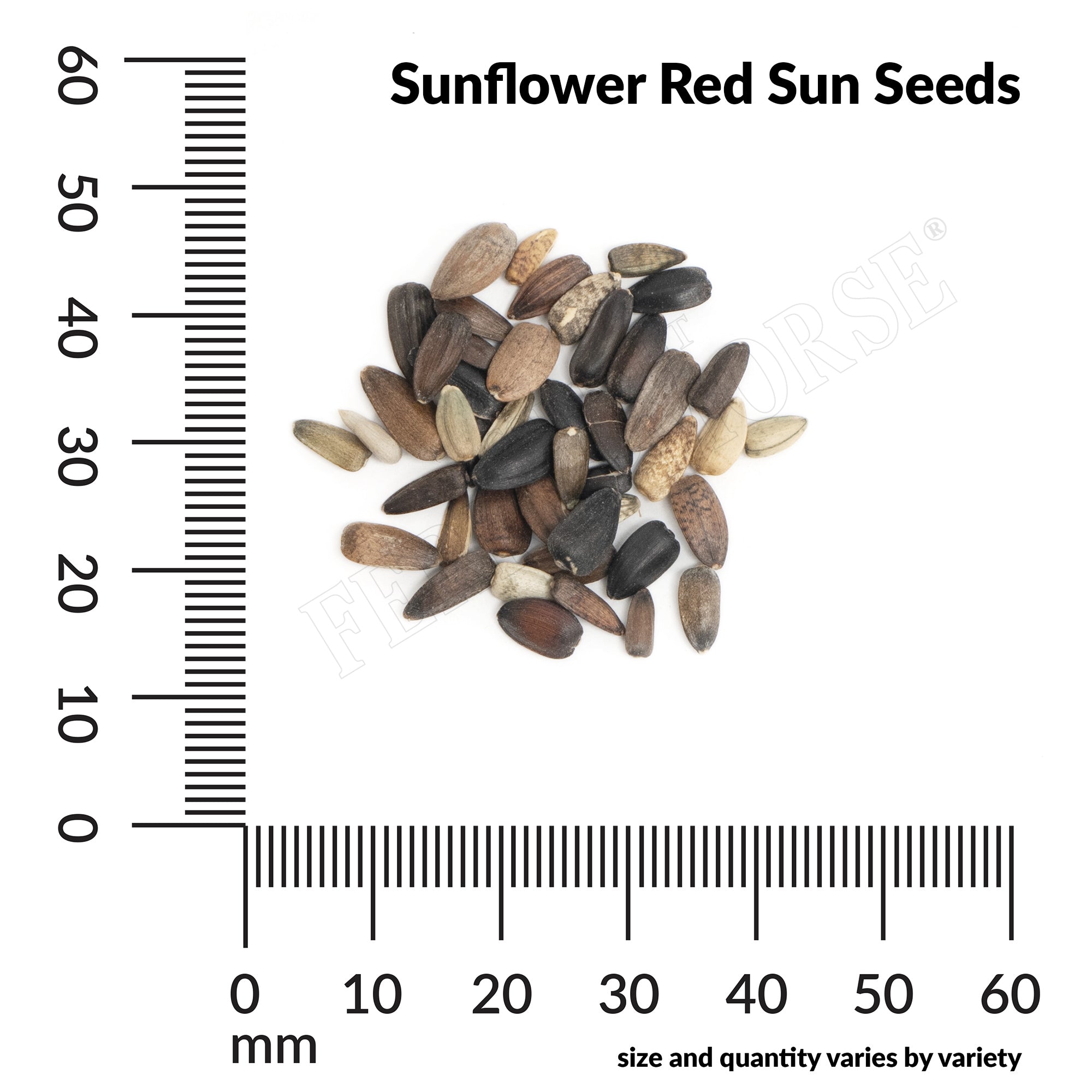 sunflower red sun seed spill and measurement